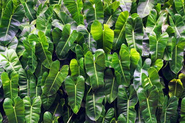 Philodendron burle marxii, Philodendron plant or green leaf background. Natural glossy dark green leaves with heart shapes overlapping. Fresh and beautiful fresh neat tropical plants background. © JinnaritT