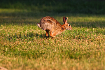 Bunny rabbit cottontail running in grassy field. 