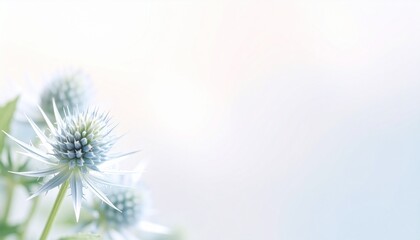 Obraz premium Eryngium flower background