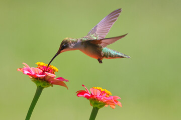 Ruby throated hummingbird pollenating on colorful summer flowers. 
