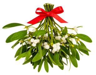 Realistic Mistletoe Branch with White Berries and Tied Red Ribbon, Hanging Position, Transparent Background PNG