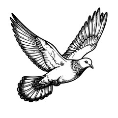Obraz premium Graceful flying dove in a black and white line art style, with detailed feathers and outstretched wings.