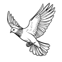 Obraz premium Stylized black and white line art of a flying pigeon with spread wings and detailed feathers.