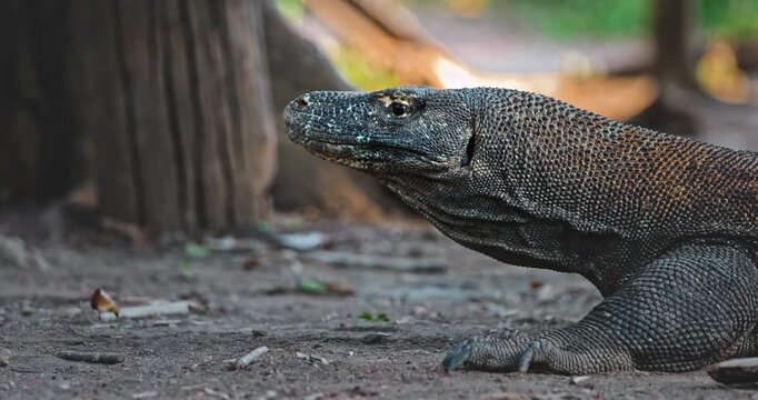 Large Komodo dragon (Varanus Komodoensis) walking on Rinca Island in Komodo National Park, Indonesia, a popular tourist destination for wildlife viewing