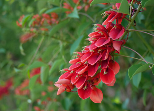 Erythrina tree red flowers close up