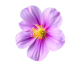 violet flower with transparent background PNG and JPEG image
