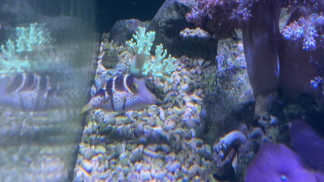 Ein Sattler Kugelfisch im Aquarium.