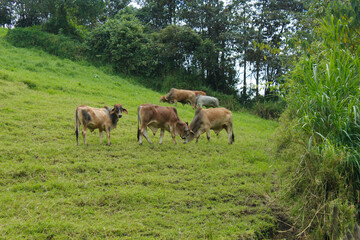 Fototapeta premium Cattle is eating grass in the middle of the mountain and at the same time they are also fighting to show dominance and hierarchy among the herd, well-fed cattle and each animal has a different color s