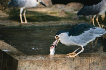 Night Heron catching fish from a stone water trough in India, close-up composition showing detail.