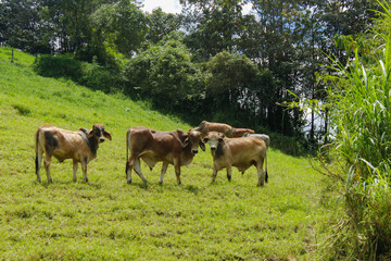 Cattle is eating grass in the middle of the mountain and at the same time they are also fighting to show dominance and hierarchy among the herd, well-fed cattle and each animal has a different color s