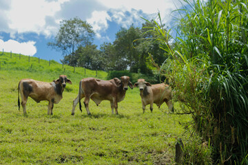 Fototapeta premium Cattle is eating grass in the middle of the mountain and at the same time they are also fighting to show dominance and hierarchy among the herd, well-fed cattle and each animal has a different color s