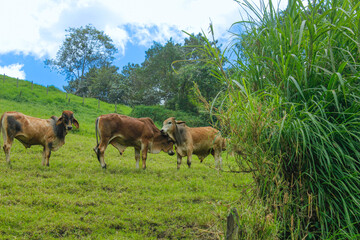 Cattle is eating grass in the middle of the mountain and at the same time they are also fighting to show dominance and hierarchy among the herd, well-fed cattle and each animal has a different color s