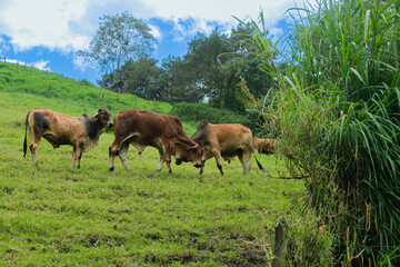 Cattle is eating grass in the middle of the mountain and at the same time they are also fighting to show dominance and hierarchy among the herd, well-fed cattle and each animal has a different color s