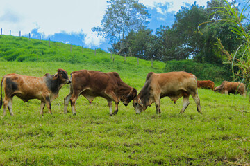 Fototapeta premium Cattle is eating grass in the middle of the mountain and at the same time they are also fighting to show dominance and hierarchy among the herd, well-fed cattle and each animal has a different color s