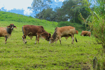Cattle is eating grass in the middle of the mountain and at the same time they are also fighting to show dominance and hierarchy among the herd, well-fed cattle and each animal has a different color s