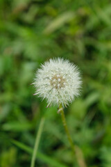 dandelion plant that grows with its densely packed petals and its characteristic white color, mature and strong plant in the middle of the forest