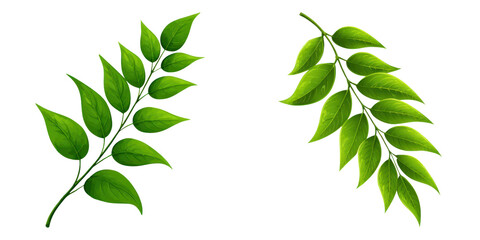 Green curry leaf branch with fresh leaves, natural herb element with vibrant color and healthy texture