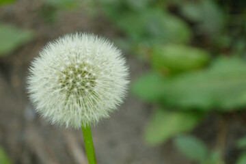dandelion plant that grows with its densely packed petals and its characteristic white color, mature and strong plant in the middle of the forest