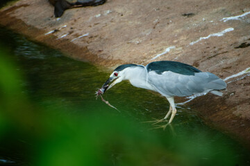 Black-crowned night heron catching fish, by a pond, in India.  Side profile composition, shallow...