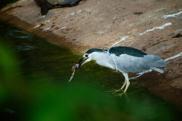 Black-crowned night heron catching prey near water's edge, India.  Low angle composition emphasizes...