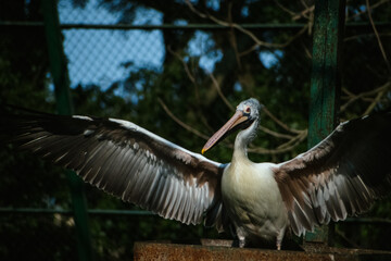 A majestic pelican with wings outstretched, perched on a rusty surface in an Indian zoo, captured...