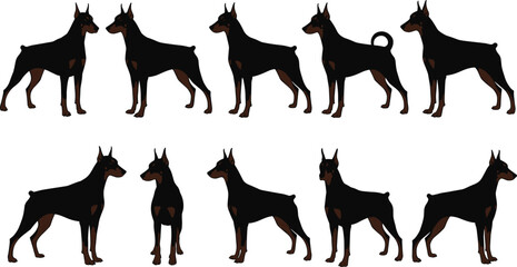 Doberman Pinscher dog illustrations, Doberman dog poses, black and brown Doberman vector, dog side view, dog front view, dog clipart