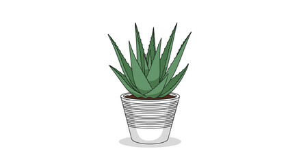 Green succulent plant in a white decorative pot with shadow
