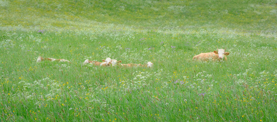 A family of cows rests peacefully on green grass under open skies, with panoramic alpine views in rural Switzerland during summer.