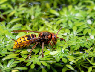 Macro of a hornet drinking water
