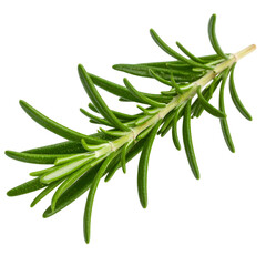 Fototapeta premium Fresh Rosemary Herb Branch with Green Leaves Isolated on White Background