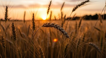 Golden hour bathes a wheat field in warm light, showcasing the bounty of harvest and the promise