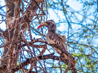 A African Grey Hornbill (Lophoceros nasutus) sitting on a branch.