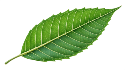 A detailed green Neem leaf with intricate vein patterns, isolated on transparent background