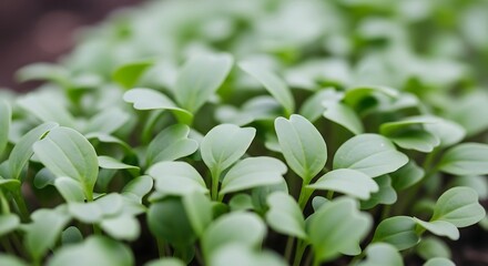 Obraz premium Close up view of young green sprouts seedlings planted in the ground, growing plants and