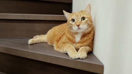 Ginger tabby cat napping on wooden staircase, basking in soft light, embodying domestic serenity with relaxed pose and comfortable posture