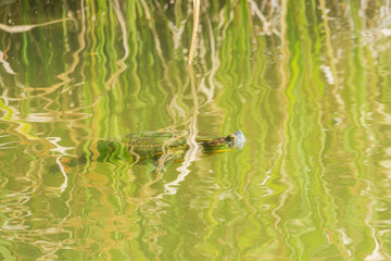 池の水面から顔を出しているカメ