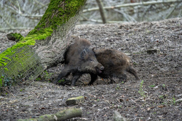 Dynamic Interaction of Two Wild Boars – Playful Fight or Sparring in Natural Woodland Habitat