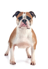 continental bulldog in studio