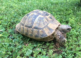 young hermann tortoises