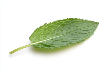 Obraz premium Green mint leaf, single green mint leaf with a textured surface and serrated edges