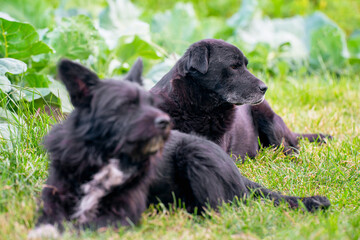 Two black dogs are lying in the green grass