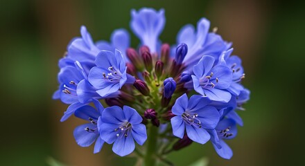 Close up of a vibrant blue flower with delicate petals