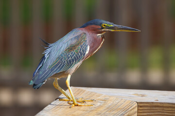 Green heron stalking prey on the deck rail floor. 