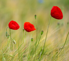Beautiful Poppies Blooming In The Field