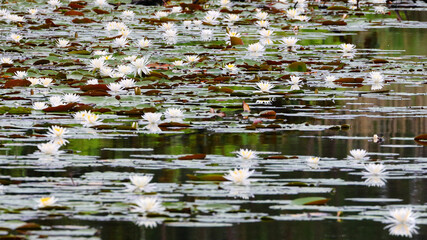 Colorful Lotus and peaceful lily pads in full bloom. 