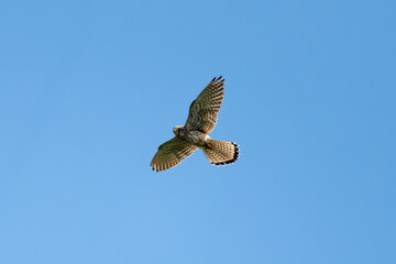 Common Kestrel Flying