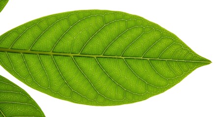 Macro photograph of a bright green leaf showcasing intricate venation and textures against a clean