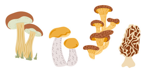 Hand drawn vector set of wild mushrooms with various shapes, colors and textures on white background. Concept of forest fungi collection, organic food and natural woodland illustration