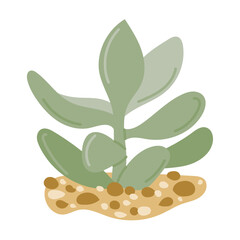 Hand drawn vector illustration of a green succulent plant growing in sandy soil with smooth rounded leaves. Concept of desert greenery, botanical decoration and drought-tolerant natural growth
