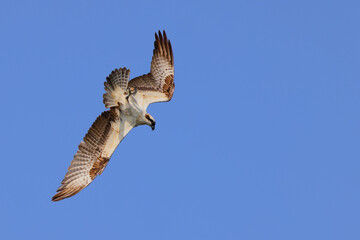 Osprey inflight against deep blue sky. 